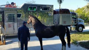 Horse Transportation Canada & USA US import export horses