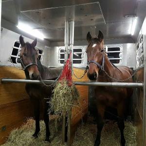 Stall & Half horse transportation doyle bloodstock USA to Canada Canada to US