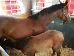 Box stall horse transportation doyle bloodstock USA to Canada Canada to US