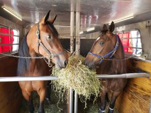 Stall & Half horse transportation doyle bloodstock USA to Canada Canada to US